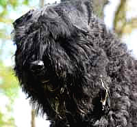 &copy; FREEDOM ELEVAGE DU CLOS DE LA LUETTE